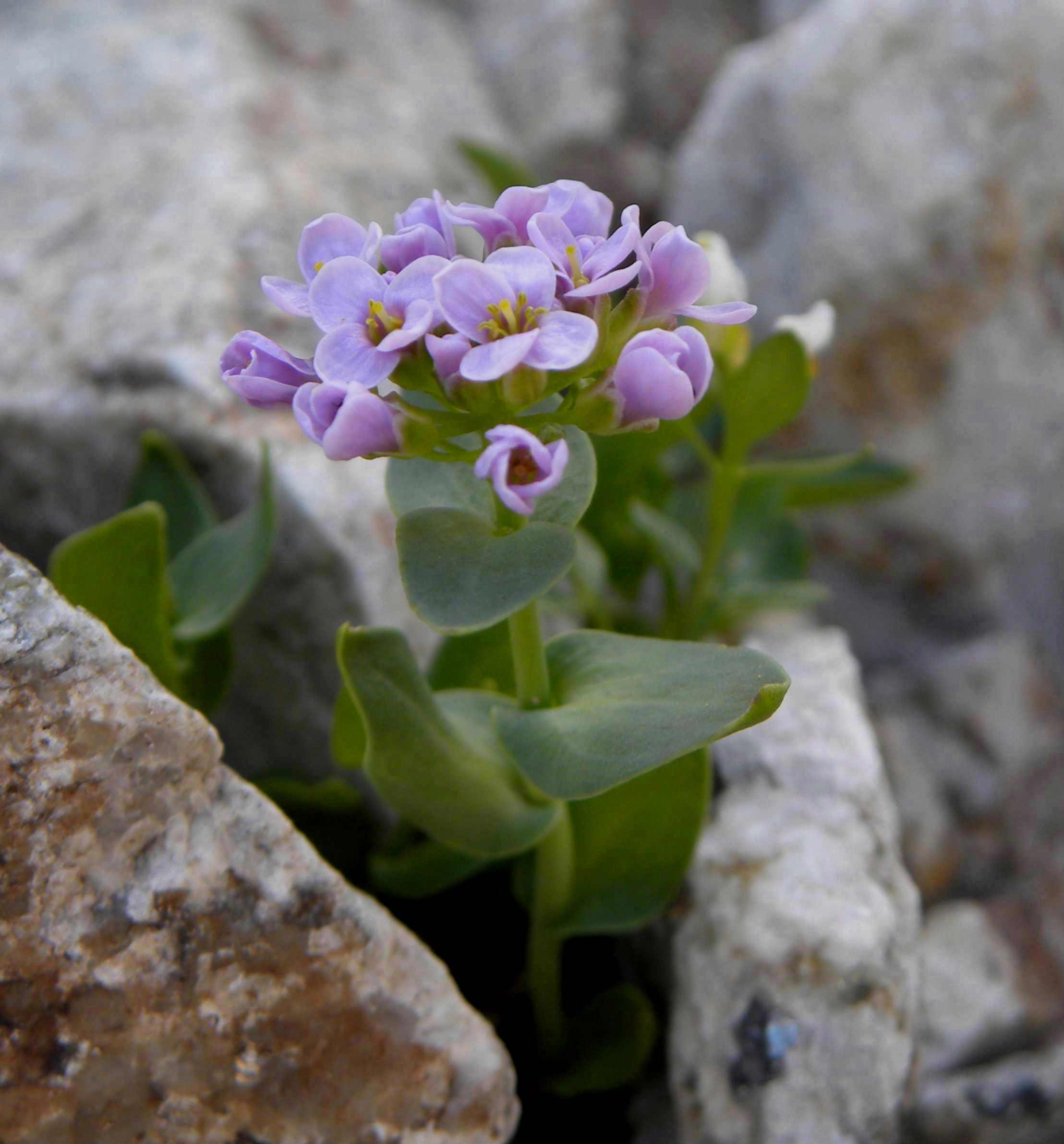 Noccaea corymbosa (=Thlaspi lerechianum) / Erba storna corimbosa